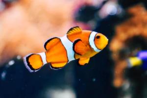 法甲五大联赛回归球队历史回顾，1985年的重大转折法甲五大联赛回归球队是哪一年